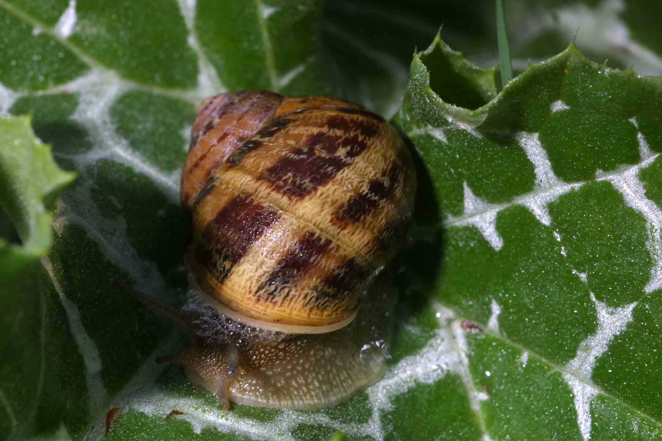 Cornu aspersum (Linnaeus,1758)